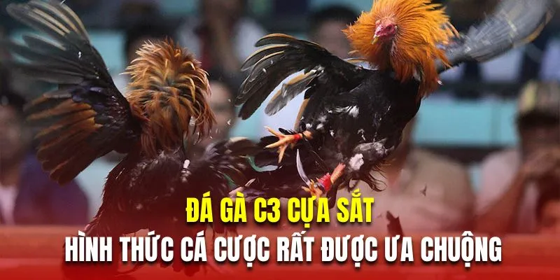 Trận đấu đỉnh cao tại đá gà C3
